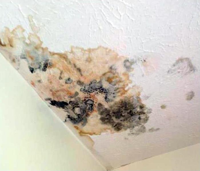 Mold growth on ceiling.