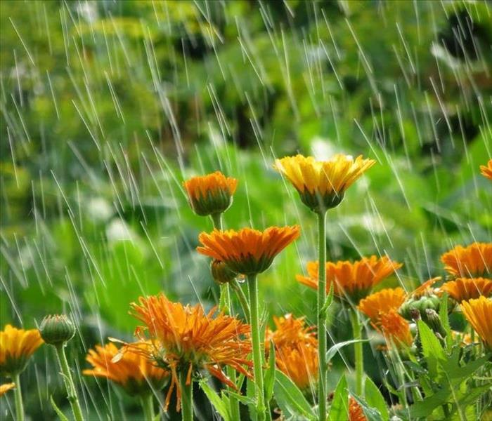 Garden flowers in rain