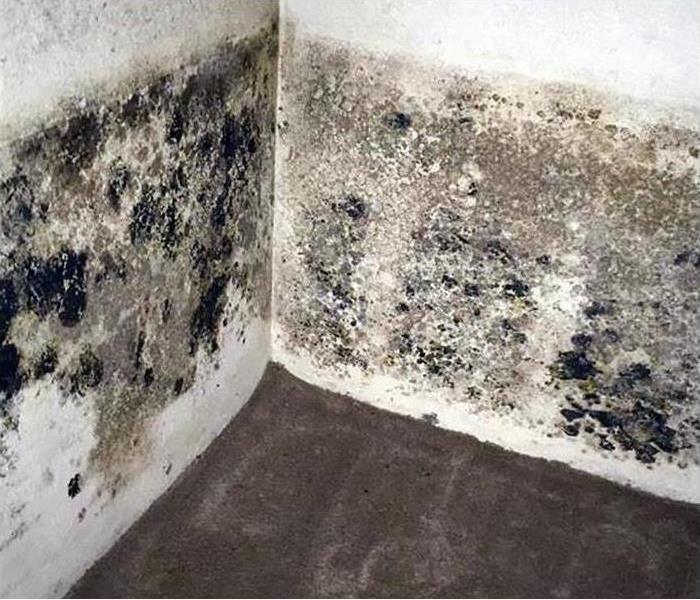 Black mold growth on wall
