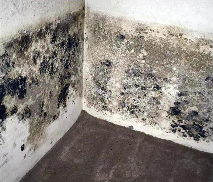 Black mold growth on white wall. Mold damage
